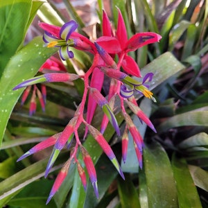 Billbergia nutans var. schimperiana Queen's Tears Bromeliad Friendship Plant in 6 Inch Pot image 5