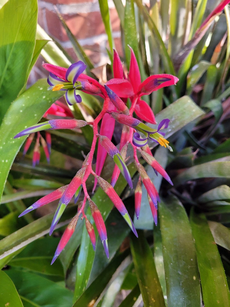 Billbergia nutans var. schimperiana Queen's Tears Bromeliad Friendship Plant in 6 Inch Pot image 5