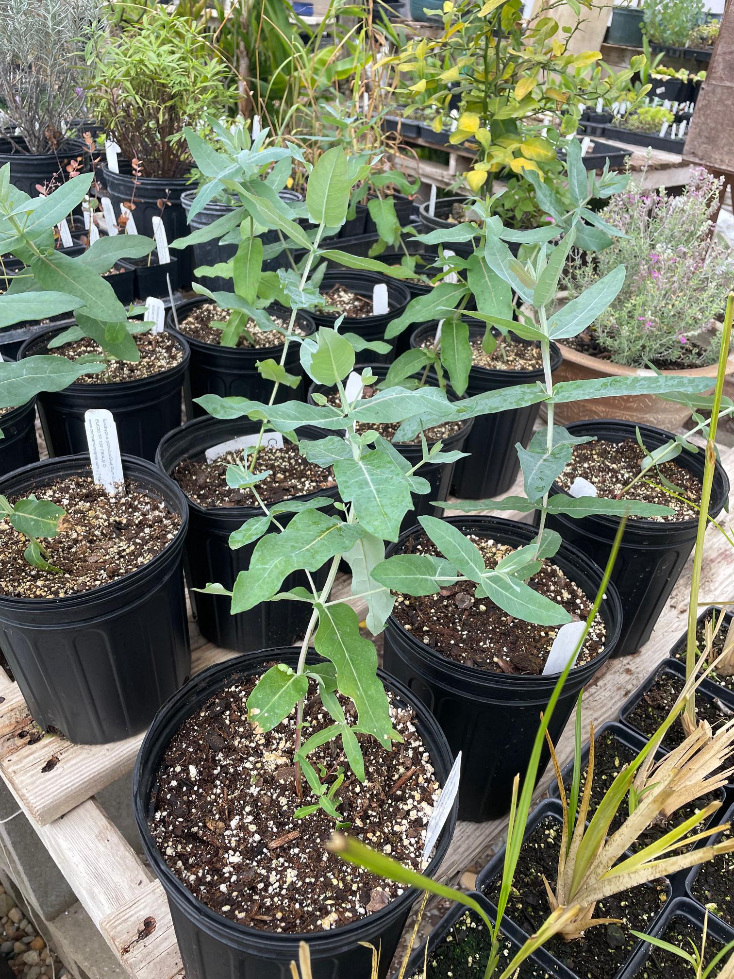cherry laurel planting Volcano Cherry Laurel Living Memorial Plant