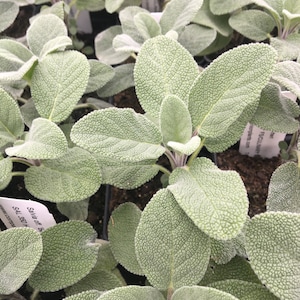 May include: Close-up of a group of sage plants with soft, fuzzy, green leaves. The plants are in small pots and have labels with the text "Salvia officinalis" and "SAL 320 H".