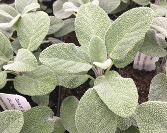 Salvia off. 'Berggarten' Sage Plant in 2.5 inch pot