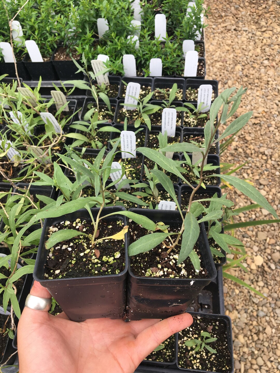Lycium Barbarum Goji Berry Live Plant in 2.5 Inch Pot - Etsy