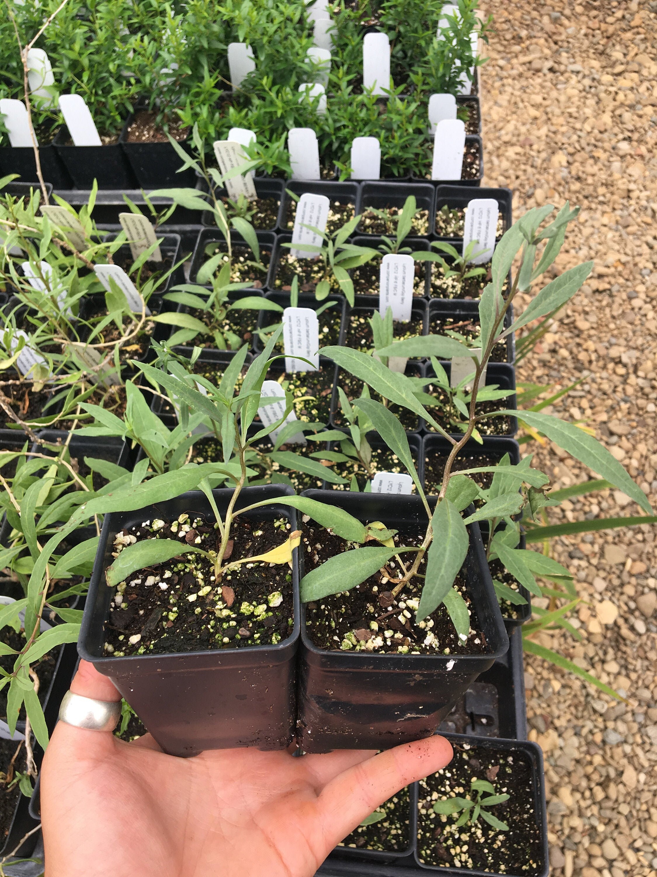 Lycium Barbarum Goji Berry Live Plant in 2.5 Inch Pot - Etsy