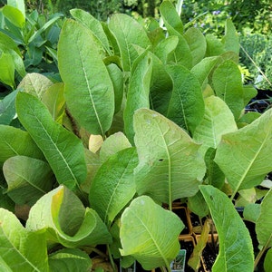 May include: Close-up of a group of green horseradish plants in small pots. The plants have large, vibrant green leaves.