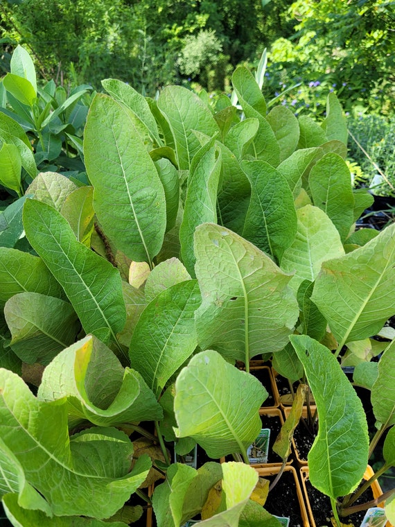 Raifort (Armoracia rusticana)