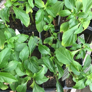 May include: Close-up of several small green plants in black plastic pots. The plants have large, dark green leaves and are growing in a greenhouse setting.