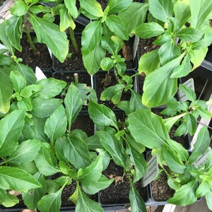 Ocimum selloi/Green Pepper Basil Live Plant in 2 1/2 inch pot rare plant