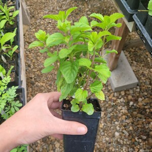 Mentha aquatica var. LIME MINT Live Plant in 2.5 inch pot image 3