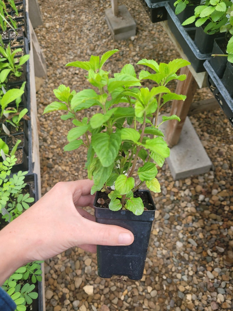 Mentha aquatica var. LIME MINT Live Plant in 2.5 inch pot image 3