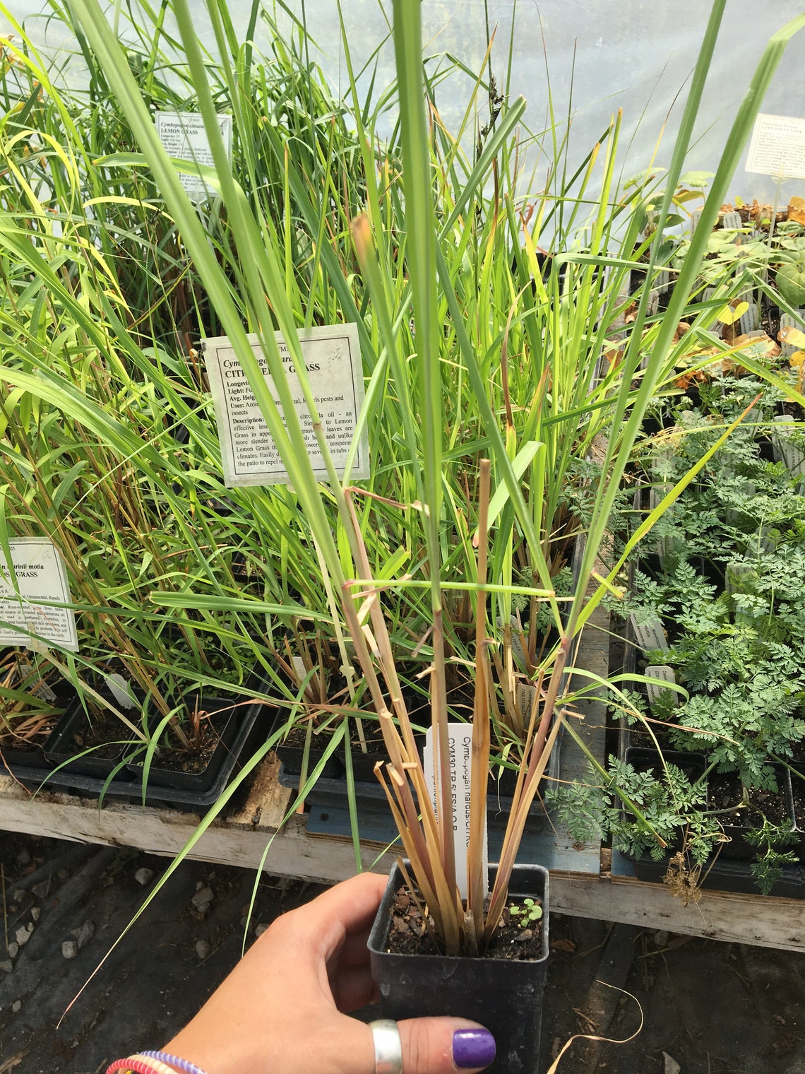 Cymbopogan nardus Citronella Grass Live plant in 2.5 inch pot Etsy