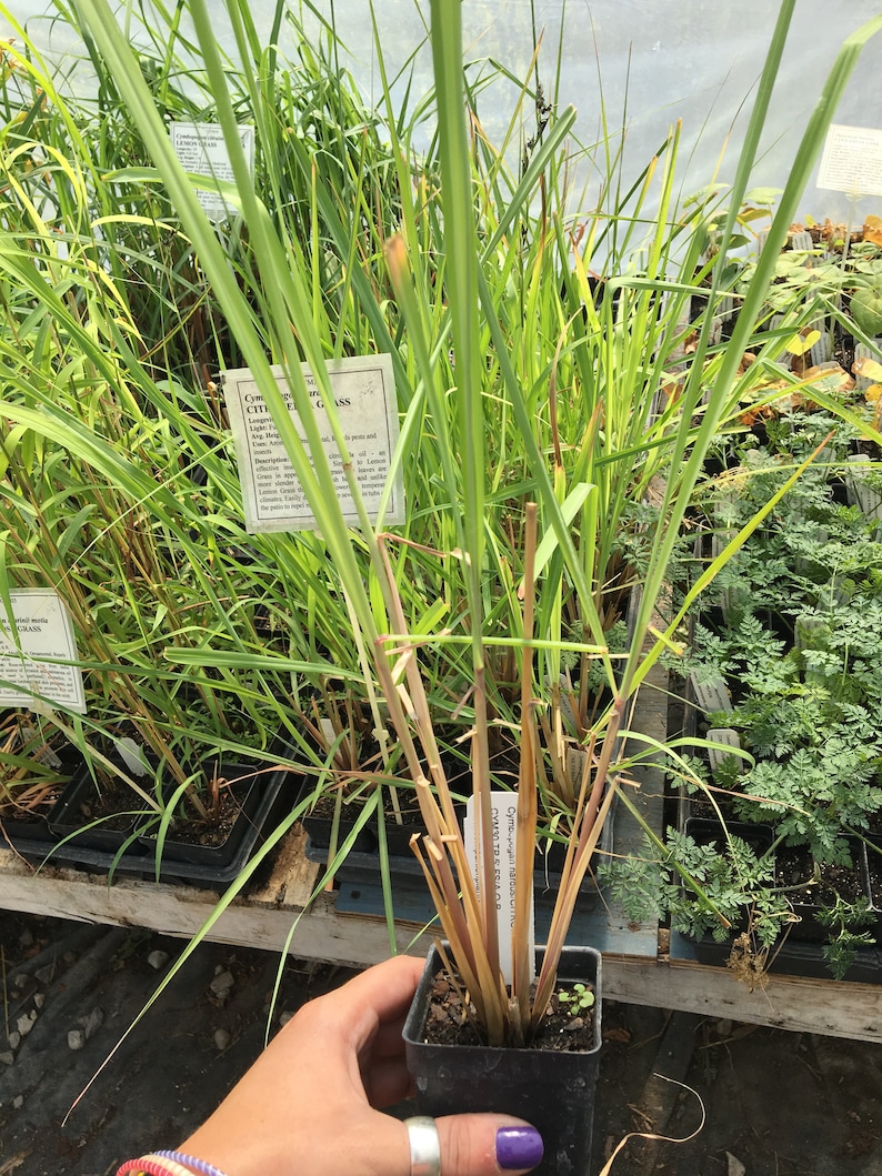 Cymbopogan nardus Citronella Grass Live plant in 2.5 inch