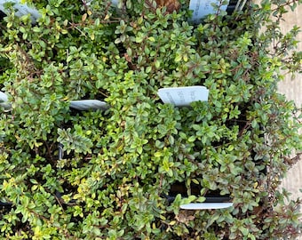 Thymus x 'Doone Valley' Thyme Plant in 2.5 inch pot