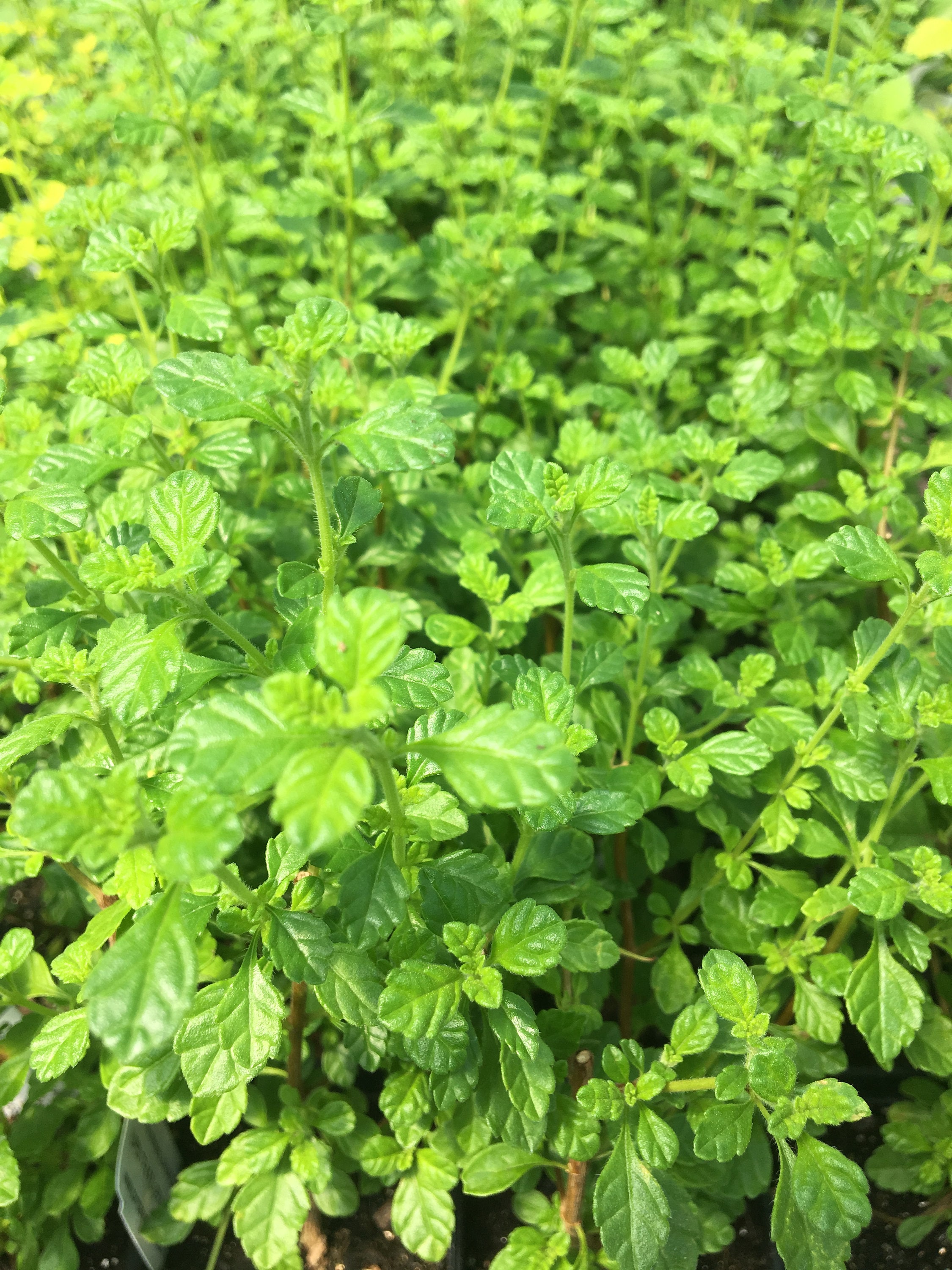 Lippia micromera Jamaican Oregano LIVE PLANT 2.5 inch pot Etsy