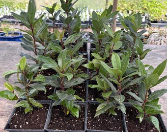 Laurus nobilis Bay Leaf Plant in a Quart Pot