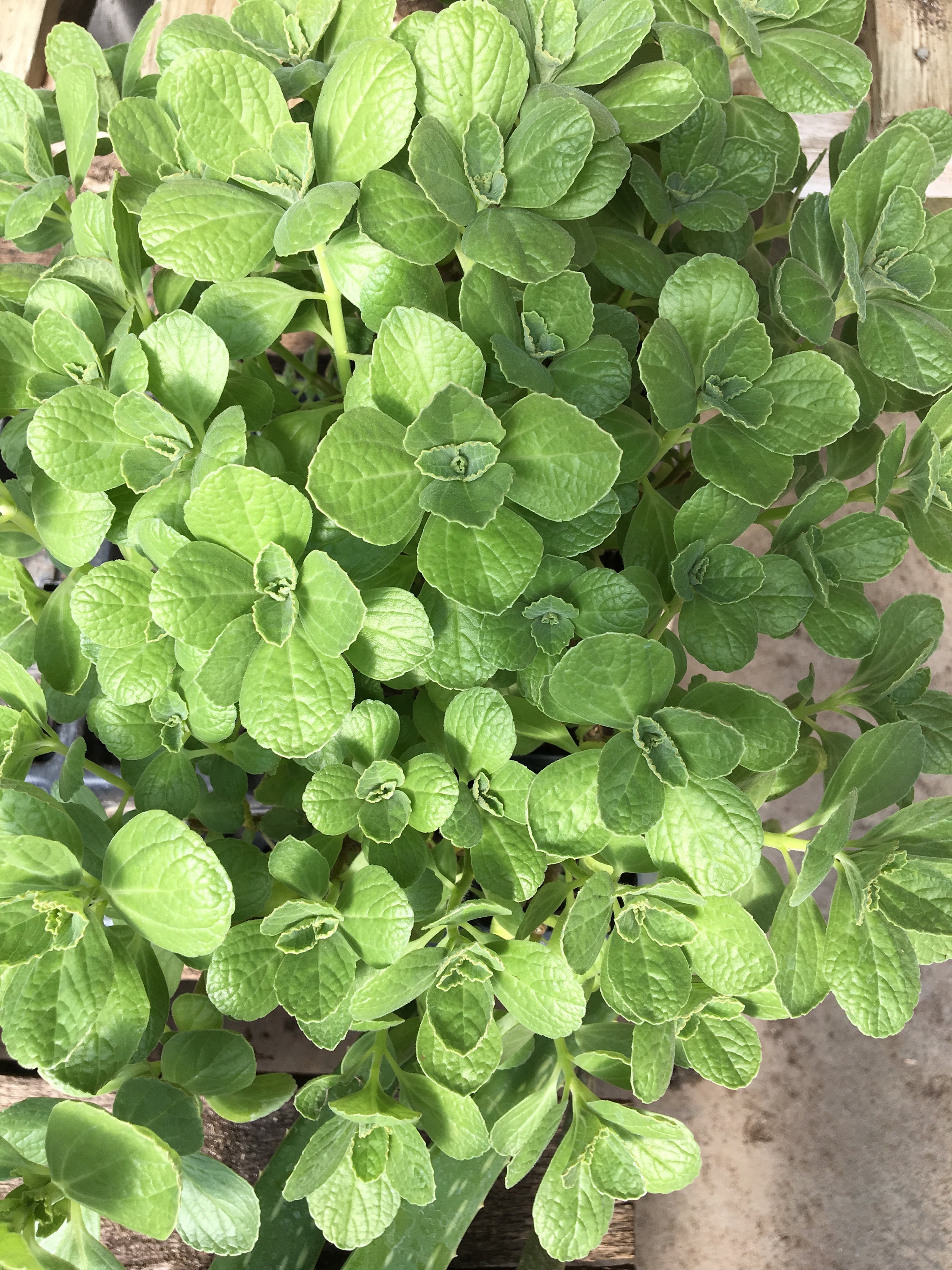 Scaredy Cat plant Coleus Canina keep cats out of your garden -  Portugal