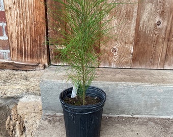 Casuarina equisetifolia Australian Grass Tree Coastal She-Oak Tree Horsetail in EXACT gallon pot