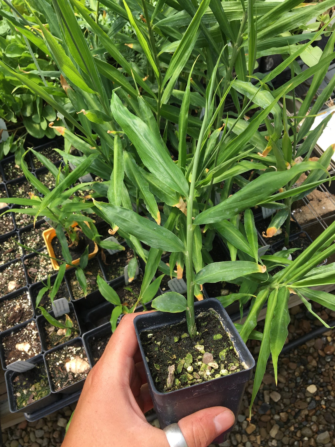 Zingiber officinale GINGER PLANT live plant in 2.5 inch pot Etsy