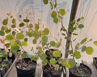Eucalyptus polyanthemos Red Box Eucalyptus live plant gallon pot