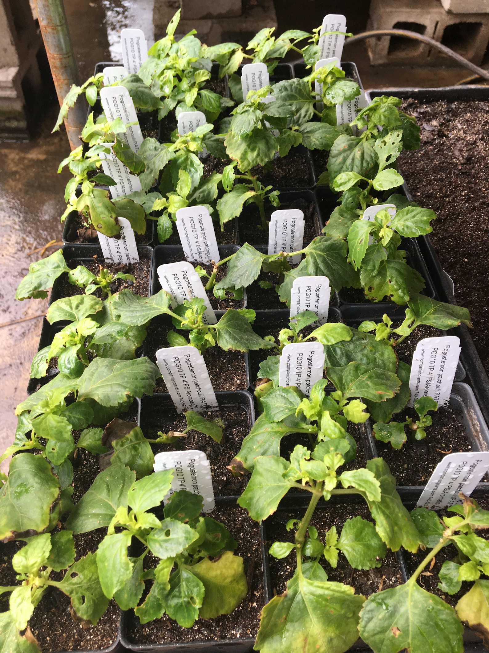 Patchouli Plant Pogostemon Patchouli Live Plant 2 1/2 Etsy