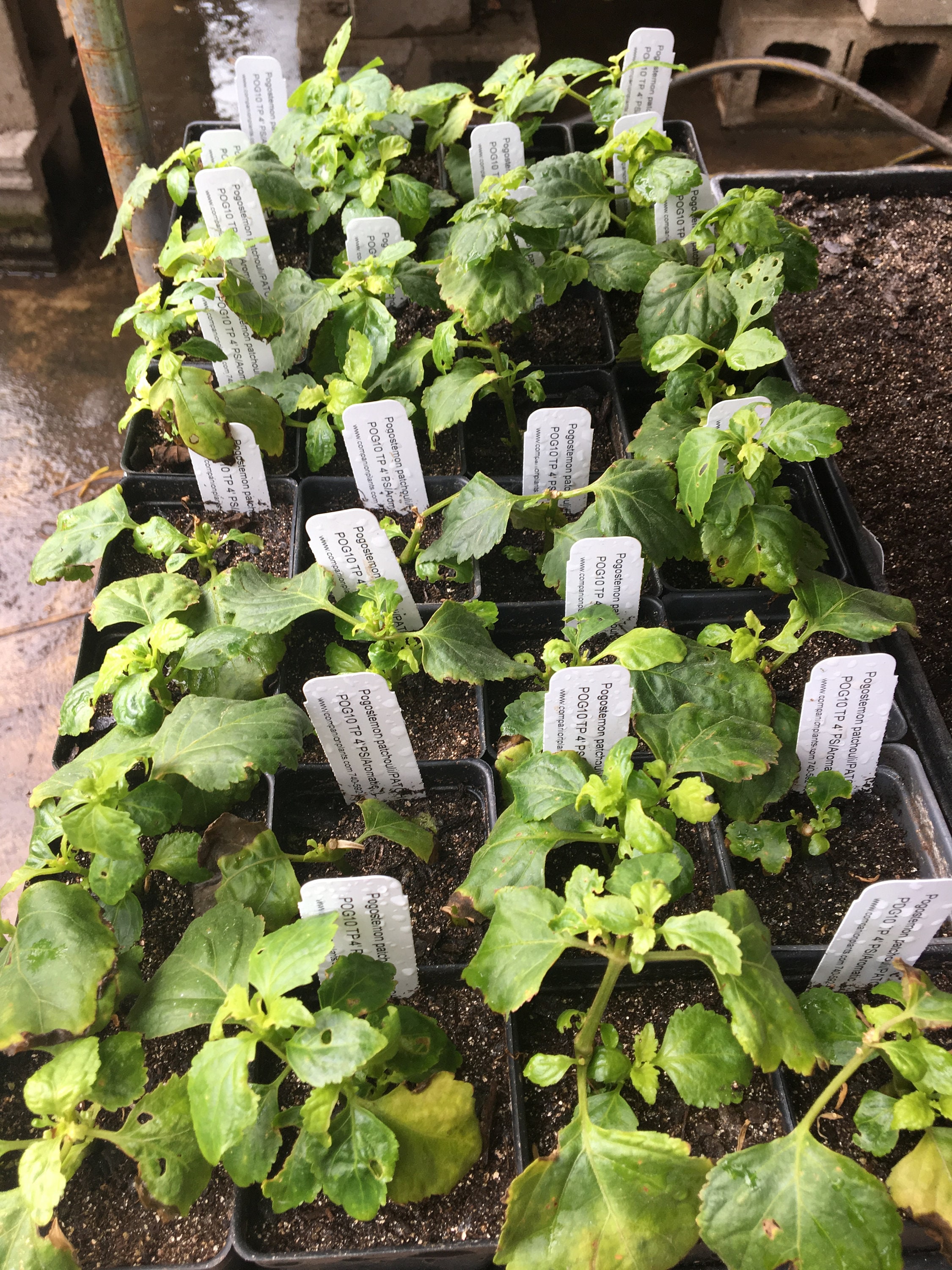 Patchouli Plant Pogostemon patchouli Live Plant Etsy