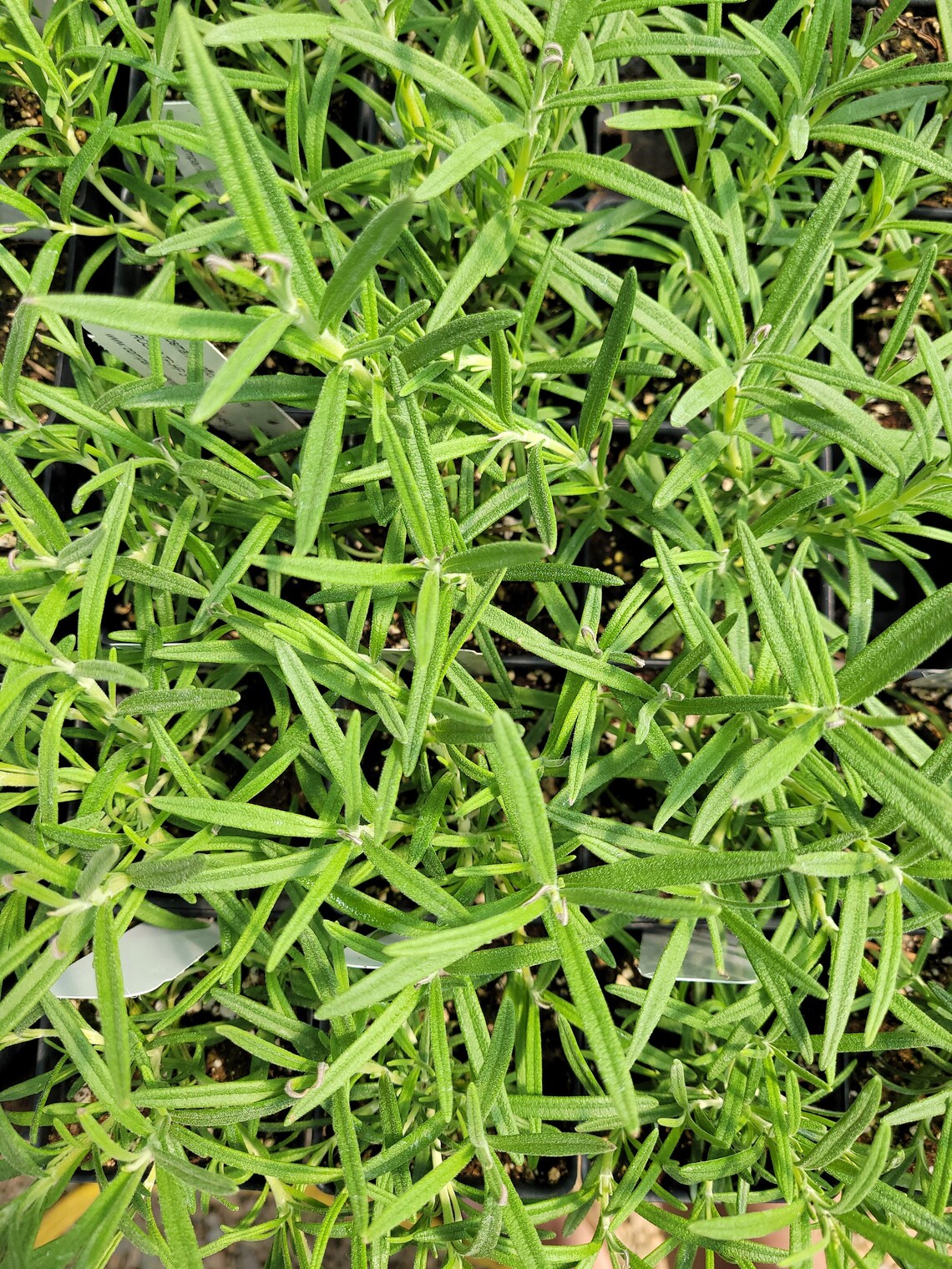 Rosmarinus Off. 'hill Hardy' Rosemary LIVE PLANT in Etsy UK