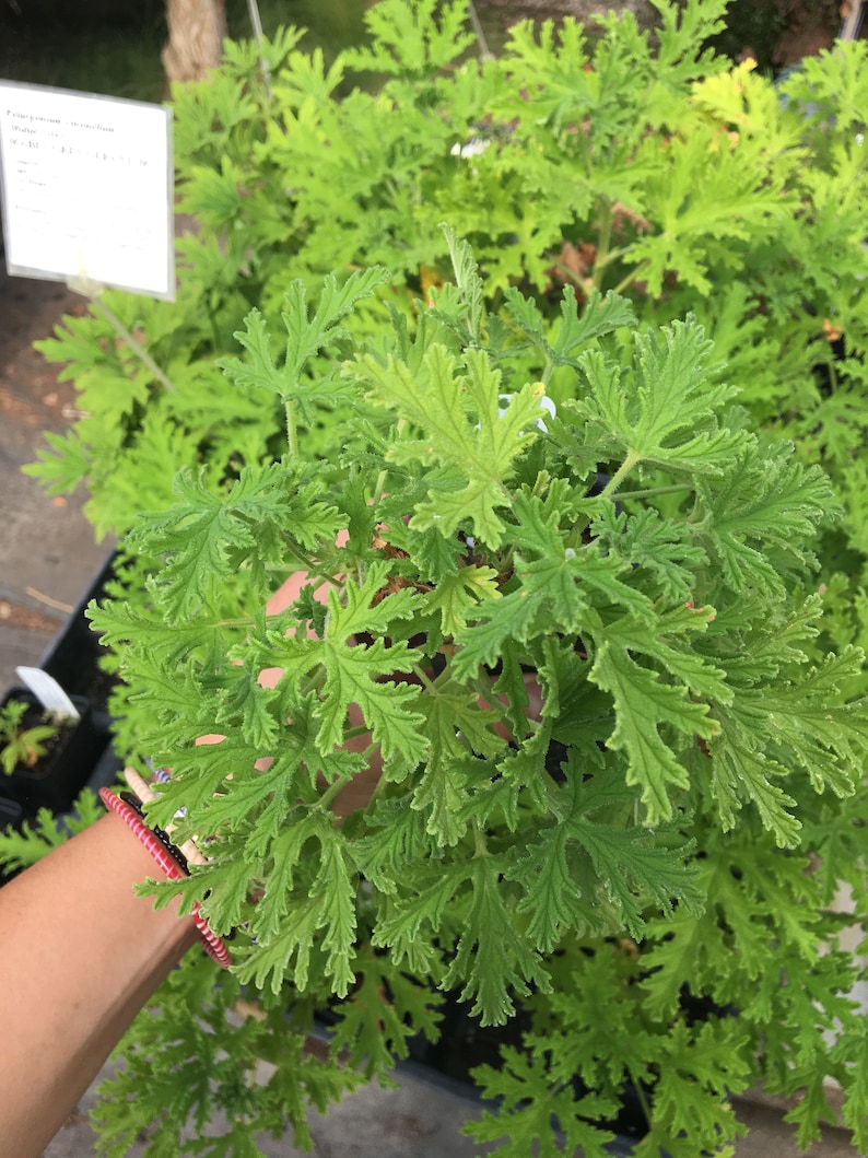 Pelargonium �Citrosum� Citrosa Geranium LIVE PLANT in Etsy