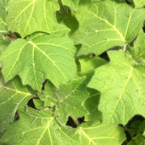 Solanum mammosum Nipple Fruit Live Plant in 4 inch pot image 2