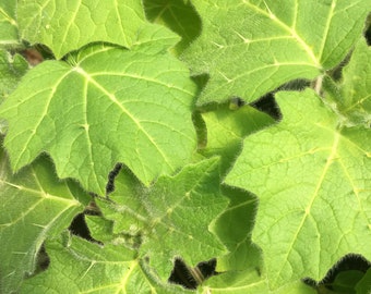 May include: Close-up of vibrant green leaves with prominent veins and spiky edges. The leaves have a textured surface and a slightly fuzzy border. The image captures the natural details of the plant's foliage, showcasing its unique characteristics.