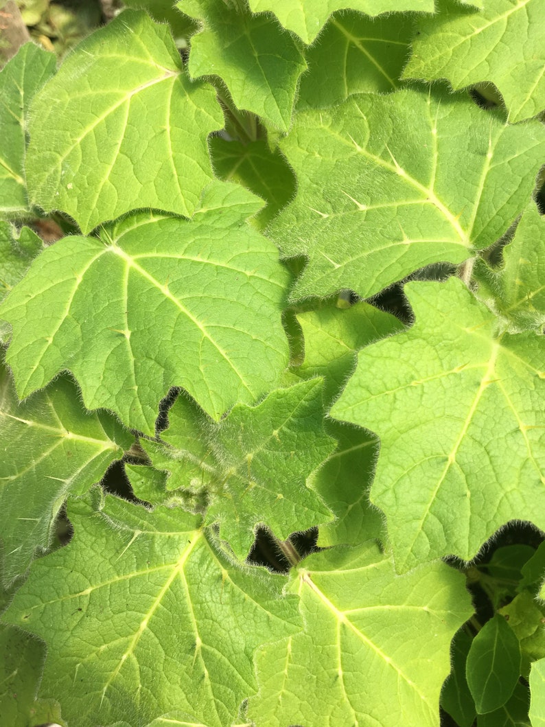 Solanum mammosum Nipple Fruit Live Plant in 4 inch pot image 2