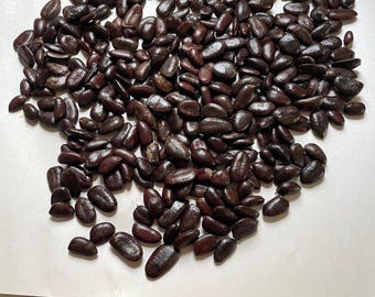 Asimina triloba Paw Paw Tree - 25 SEEDS Native Edible Fruit