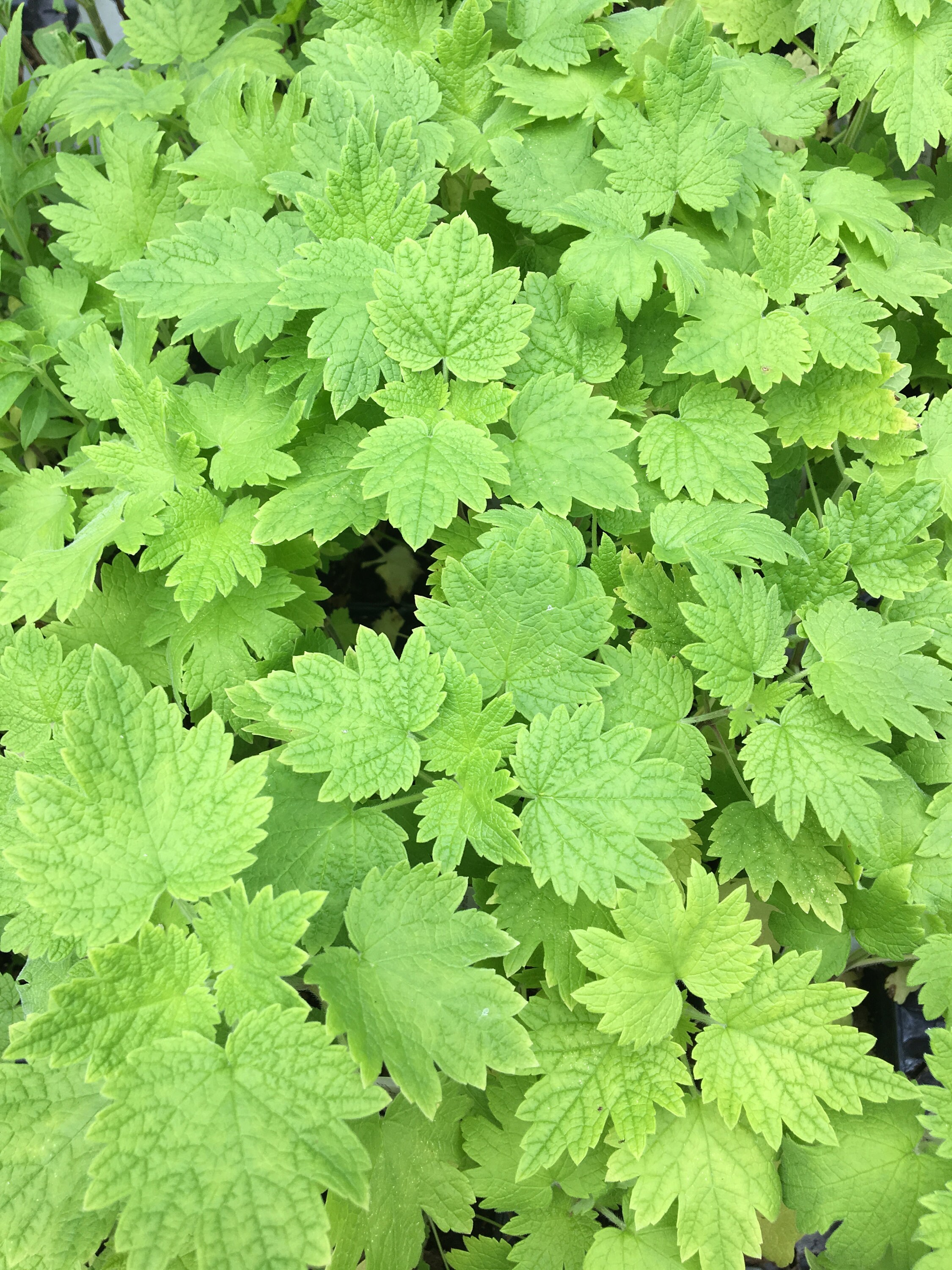 Cardiaca Motherwort Plant in 2.5 Inch Pot Etsy