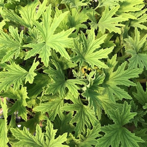 Pelargonium citronellum 'Mabel Grey' Mabel Grey Geranium Live Plant in 4 inch pot