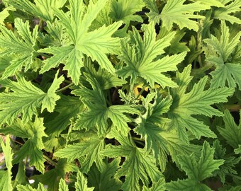 Pelargonium citronellum 'Mabel Grey' Mabel Grey Geranium Live Plant in 4 inch pot