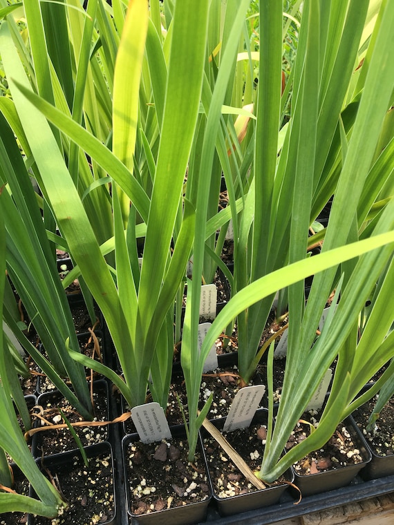 Iris versicolor Blue Flag Iris Plant in 2.5 inch pot Native