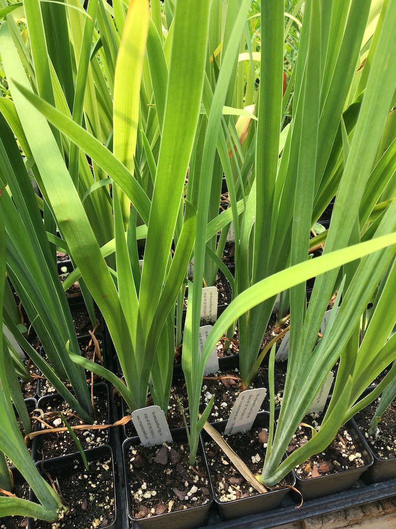 May include: Close-up of a group of potted plants with long, green leaves. The plants are in black plastic pots and have small white labels with handwritten text.