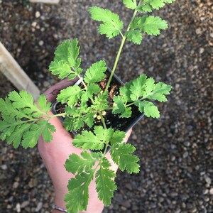 Chrysanthemum parthenium FEVERFEW Tanacetum parthenium Plant in 2.5 inch pot image 5