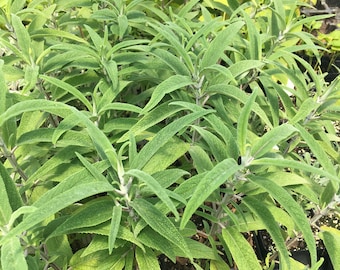 Salvia leucantha Mexican Bush Sage Hummingbird Sage Plant in 2.5 inch pot