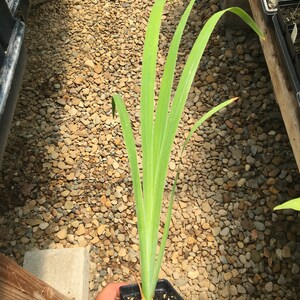 May include: A green plant with long, thin leaves growing in a small black pot. The plant is sitting on a bed of small, brown rocks.