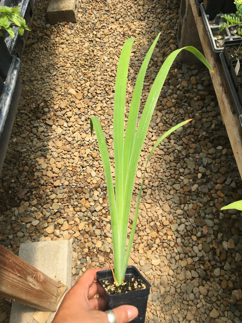 May include: A green plant with long, thin leaves growing in a small black pot. The plant is sitting on a bed of small, brown rocks.