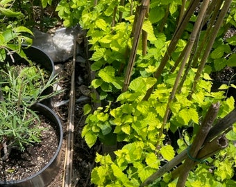 Humulus lupulus 'Sunbeam' Hops plant gallon pot