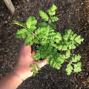 Chrysanthemum parthenium FEVERFEW Tanacetum parthenium Plant in 2.5 inch pot image 3