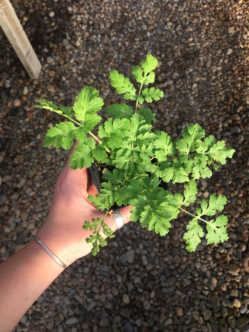 Chrysanthemum parthenium FEVERFEW Tanacetum parthenium Plant in 2.5 inch pot image 3