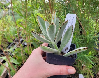 Kalanchoe tomentosa/Panda Plant Pussy Ears Succulent LIVE PLANT in 2.5 Inch Pot