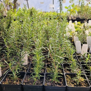 Rosmarinus officinalis Rosemary Plant in 2.5 Inch Pot