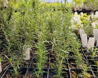 Rosmarinus officinalis Rosemary Plant in 2.5 Inch Pot