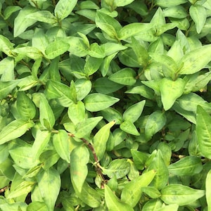 May include: A close-up image of a patch of green leafy plants. The leaves are long and narrow, with a pointed tip. The plants are growing in a dense cluster, and the leaves are overlapping each other.
