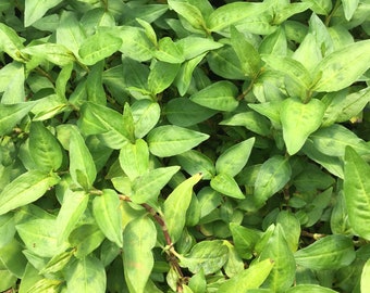 Polygonum odoratum (Persicaria odorata) Vietnamese Coriander Plant in 2.5 inch pot