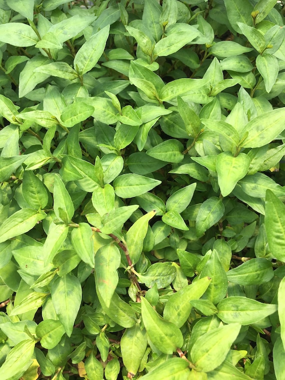VIETNAMESE CORIANDER Polygonum Odoratum Live Plant in 2.5 Inch Etsy
