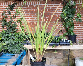 Cymbopogan citratus Lemon Grass Live Plant in GALLON Pot