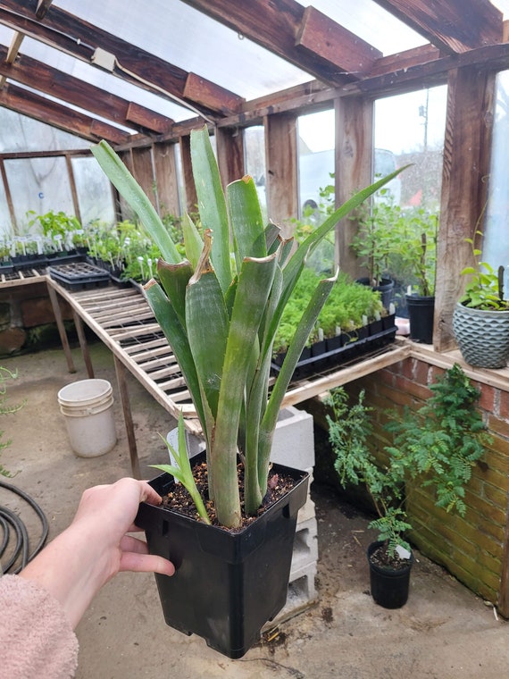 Billbergia Nutans Var. Schimperiana Queen's Tears Bromeliad